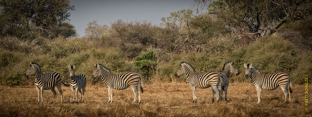 Zebras
