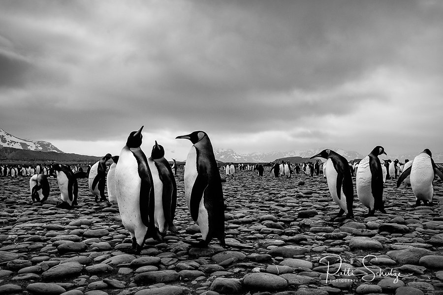 King Penguins - -South Georgia