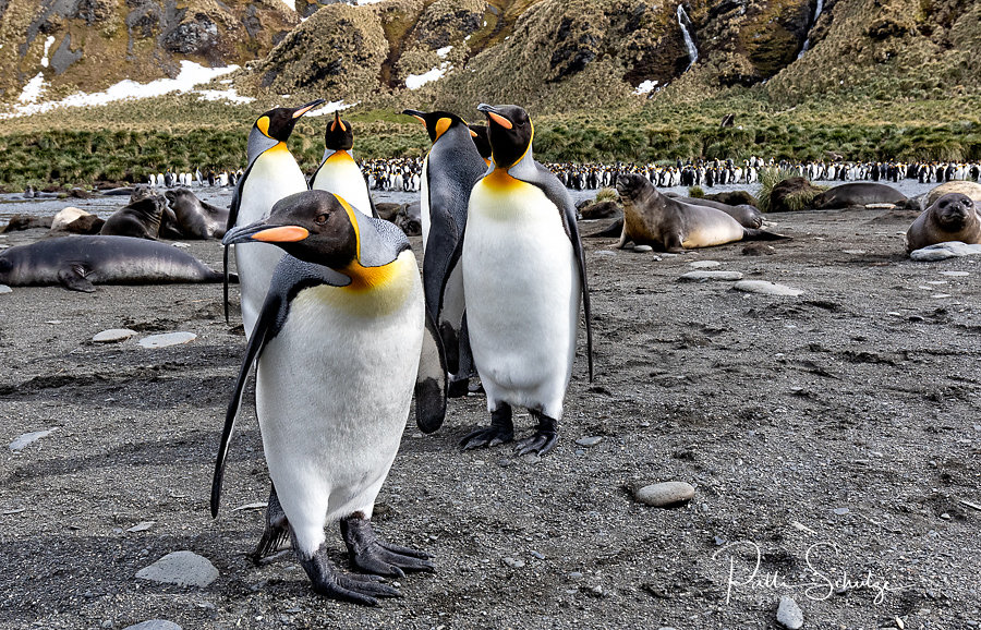 King Penguins - Gold Harbour