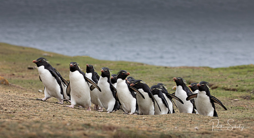 Rockhoppers Returning from Sea