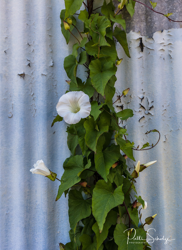 Wall Flower