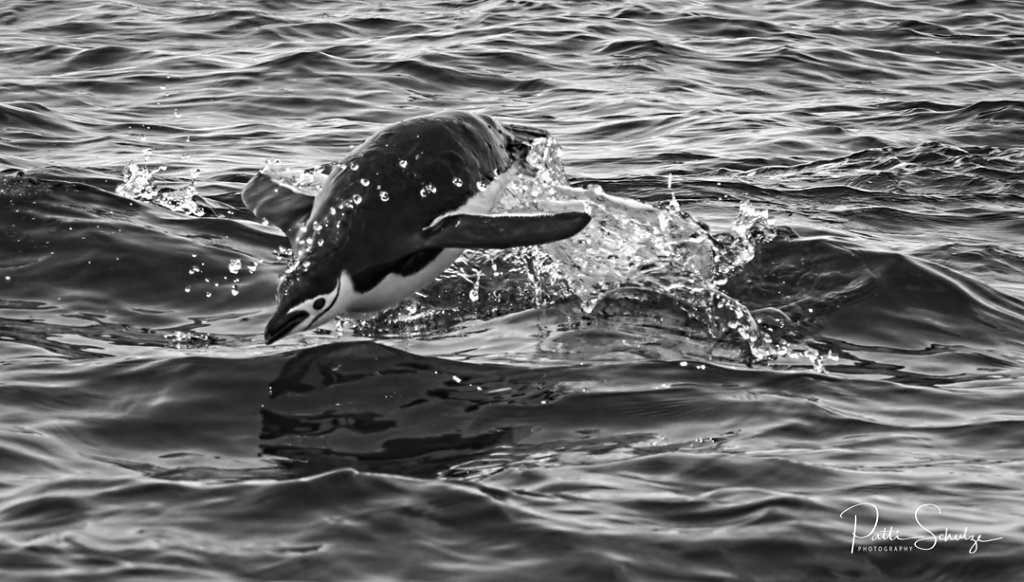 Chinstap penguin swimming