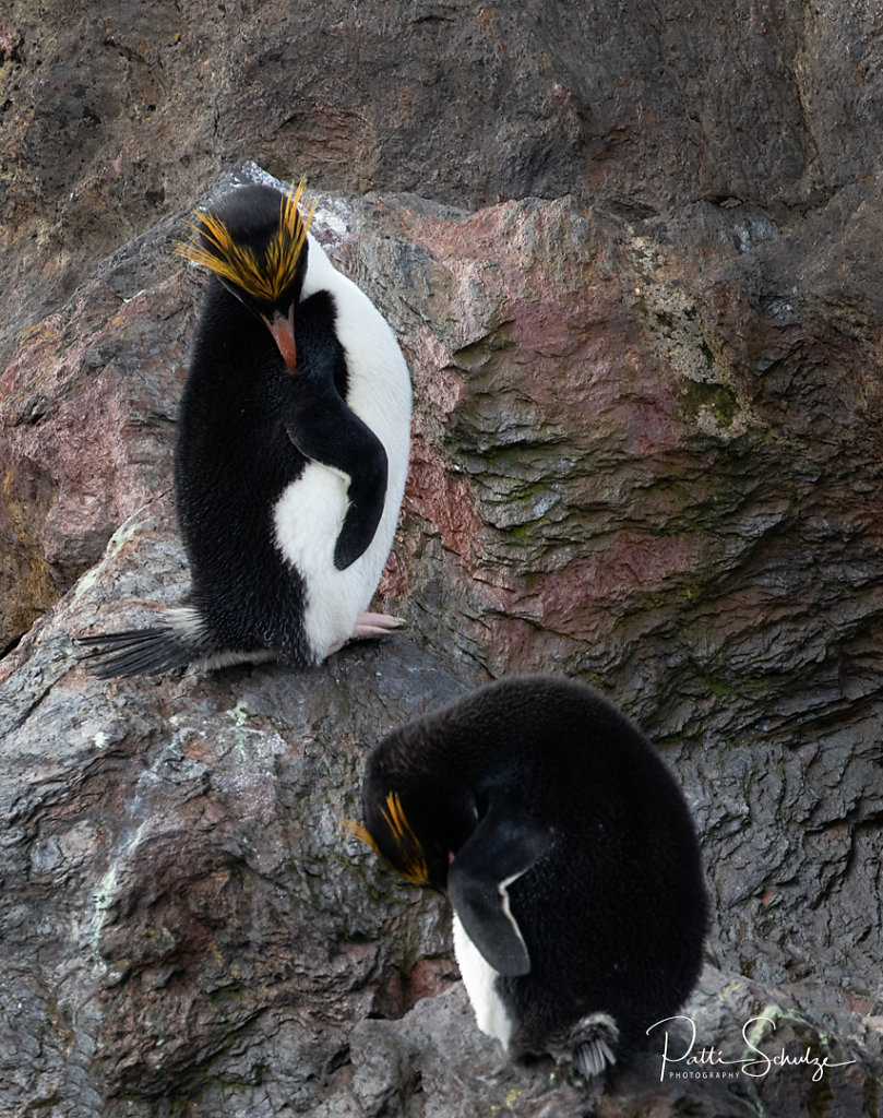 Macaroni Penguins
