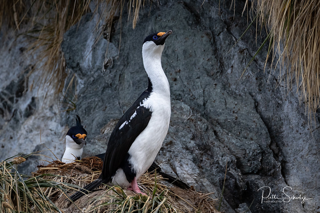 Blue Eyed Shag