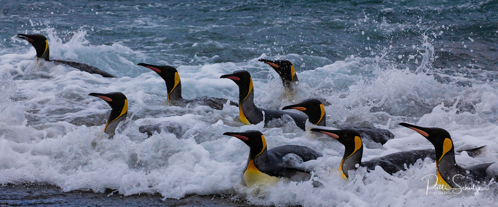 Swimming Penguins