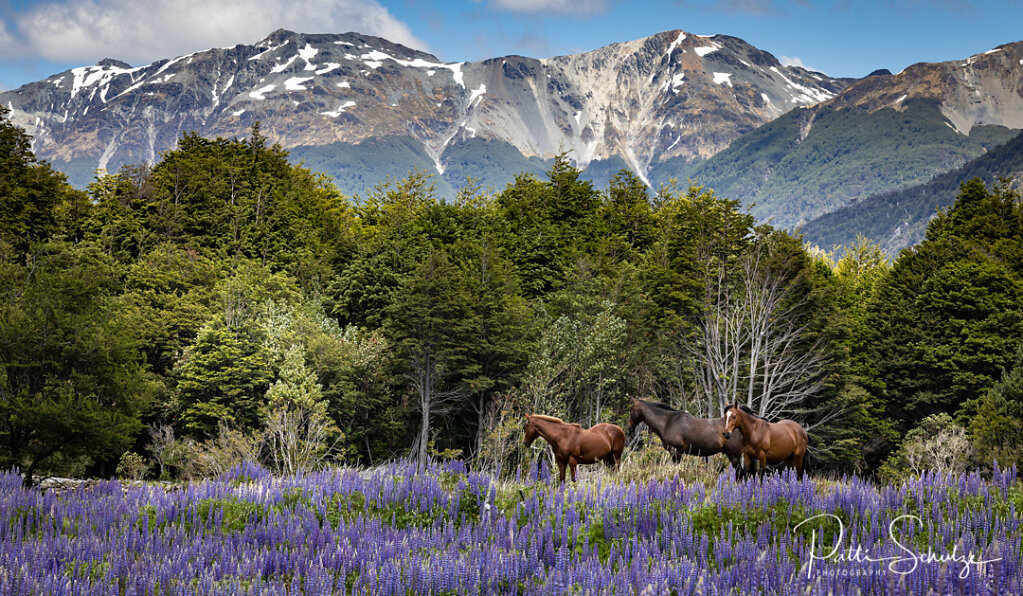 horses and mountains